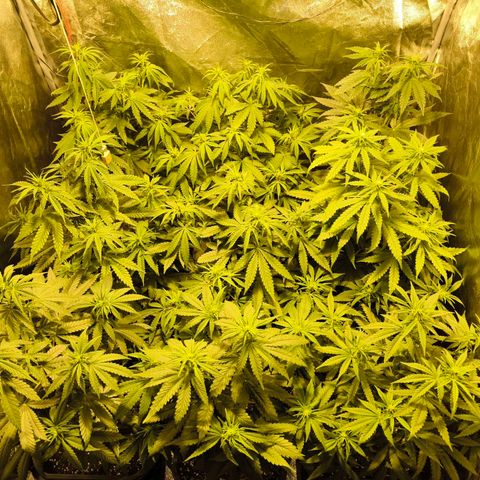 Strawberry Cough growlog timeline photo
