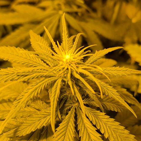 Strawberry Cough growlog timeline photo