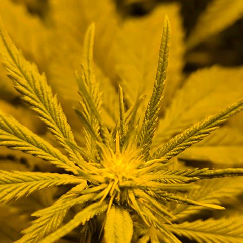 Strawberry Cough growlog timeline photo
