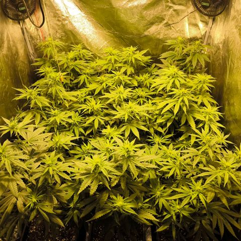 Strawberry Cough growlog timeline photo