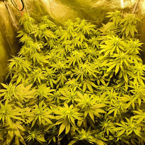 Strawberry Cough growlog timeline photo