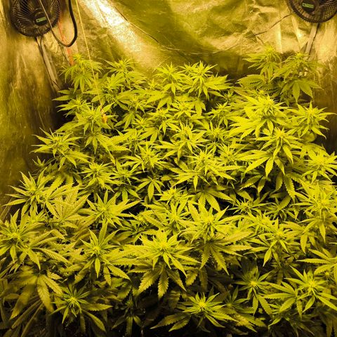 Strawberry Cough growlog timeline photo