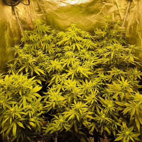Strawberry Cough growlog timeline photo