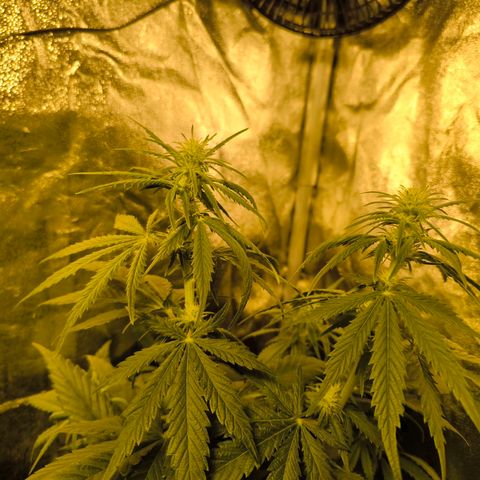 Strawberry Cough growlog timeline photo