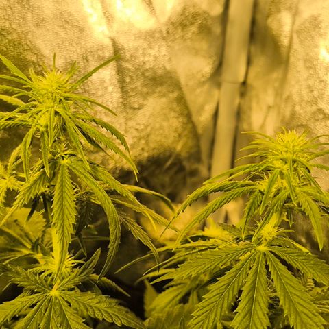 Strawberry Cough growlog timeline photo