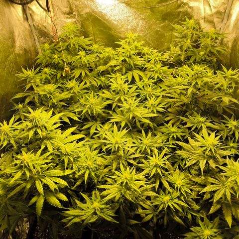 Strawberry Cough growlog timeline photo