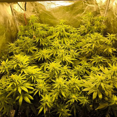 Strawberry Cough growlog timeline photo