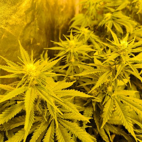 Strawberry Cough growlog timeline photo