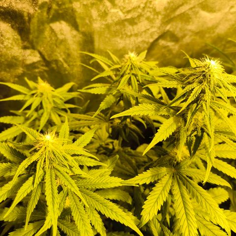 Strawberry Cough growlog timeline photo