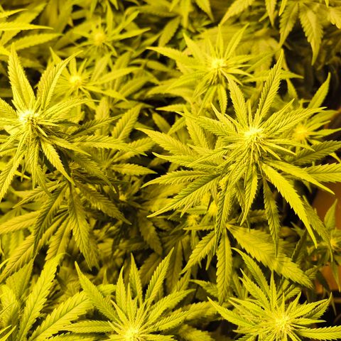 Strawberry Cough growlog timeline photo