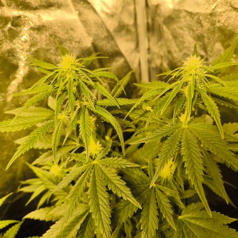 Strawberry Cough growlog timeline photo