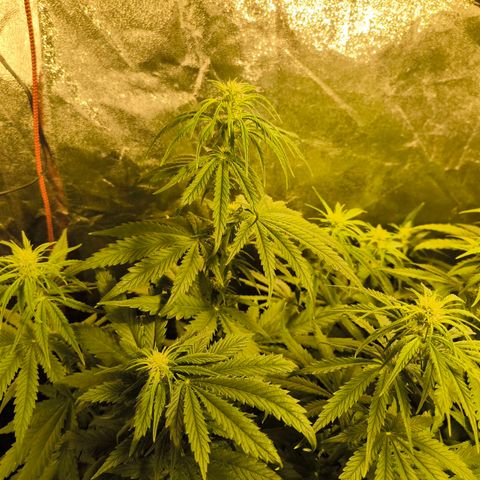 Strawberry Cough growlog timeline photo