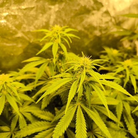 Strawberry Cough growlog timeline photo