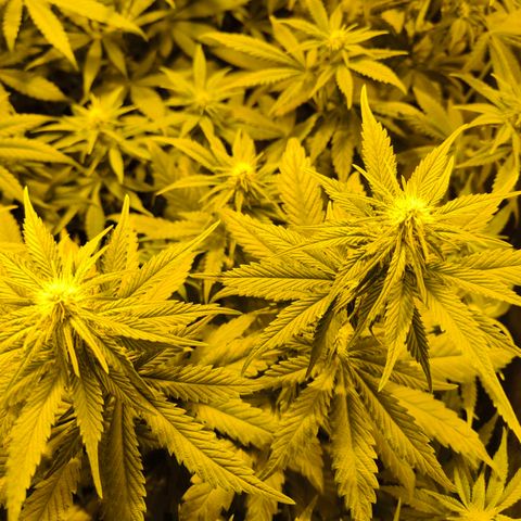 Strawberry Cough growlog timeline photo