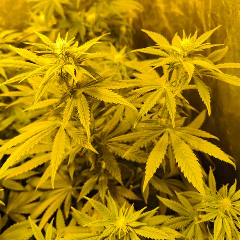 Strawberry Cough growlog timeline photo