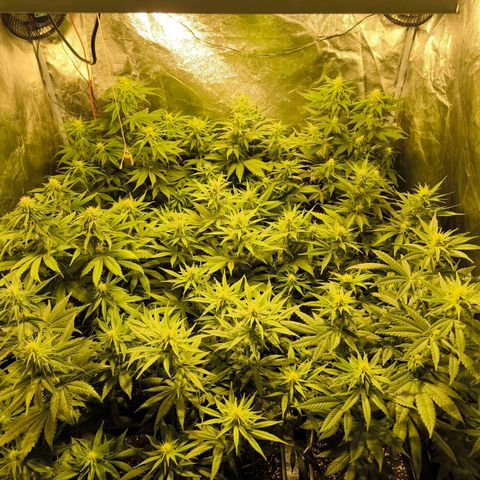 Strawberry Cough growlog timeline photo