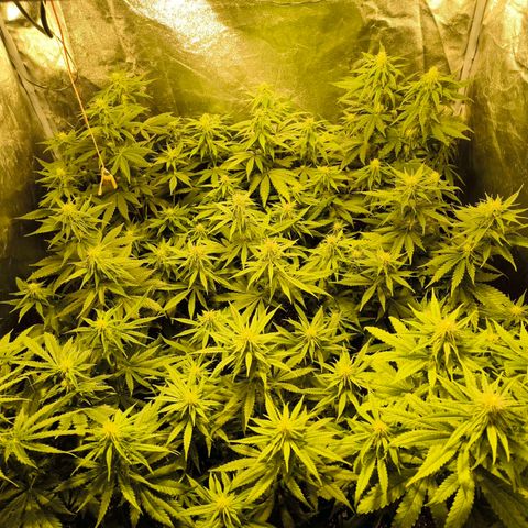 Strawberry Cough growlog timeline photo