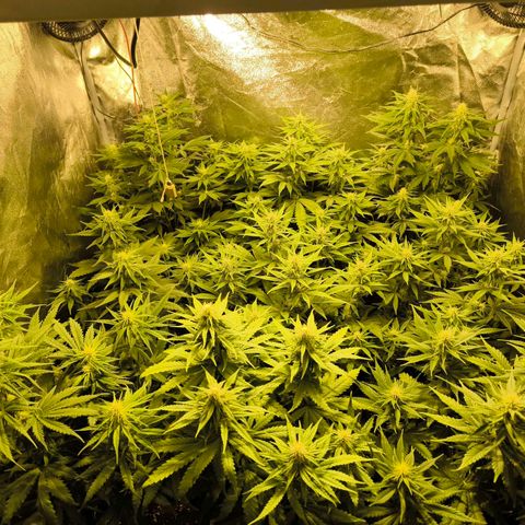 Strawberry Cough growlog timeline photo