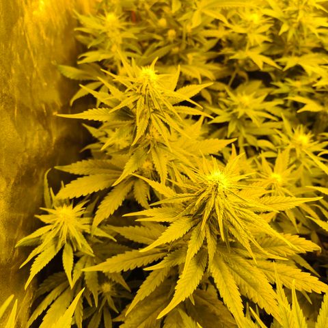 Strawberry Cough growlog timeline photo