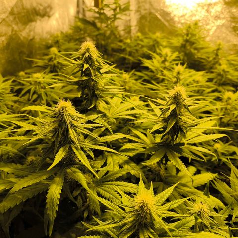 Strawberry Cough growlog timeline photo