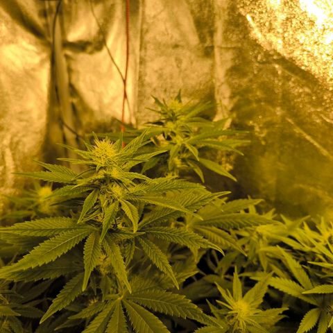 Strawberry Cough growlog timeline photo