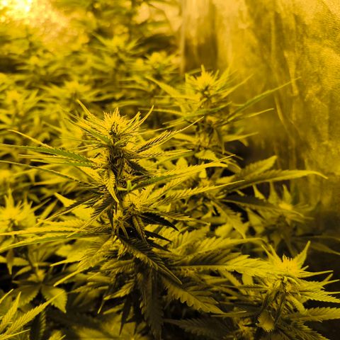 Strawberry Cough growlog timeline photo