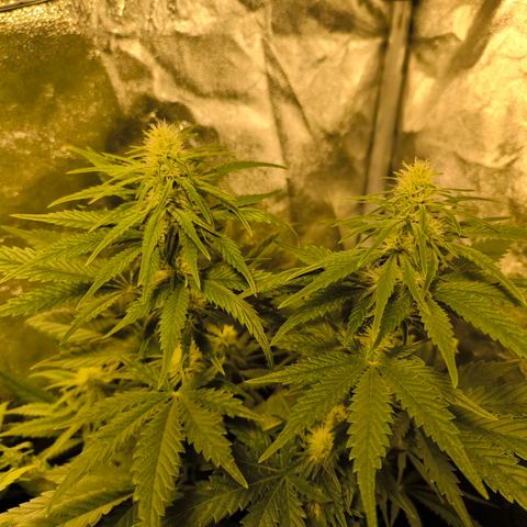 Strawberry Cough growlog timeline photo