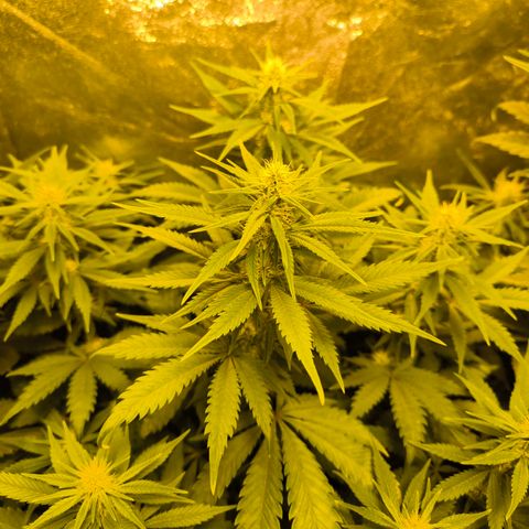 Strawberry Cough growlog timeline photo