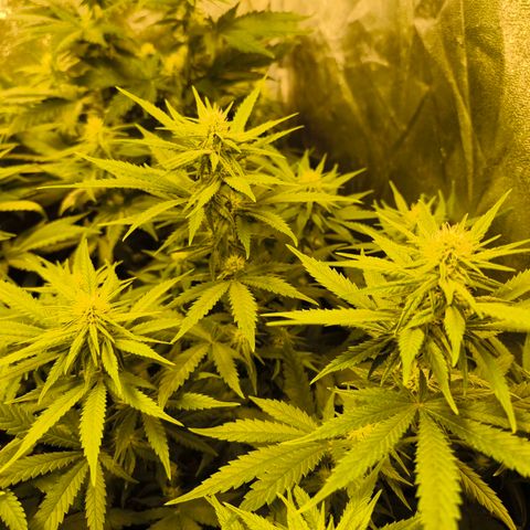 Strawberry Cough growlog timeline photo