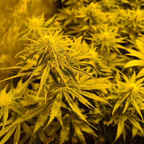 Strawberry Cough growlog timeline photo