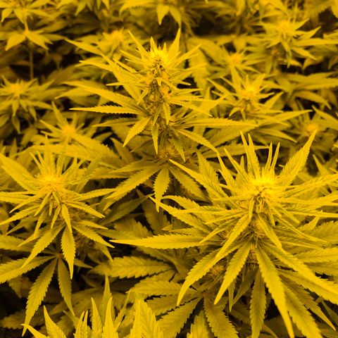 Strawberry Cough growlog timeline photo
