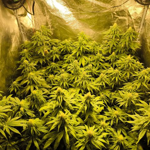 Strawberry Cough growlog timeline photo
