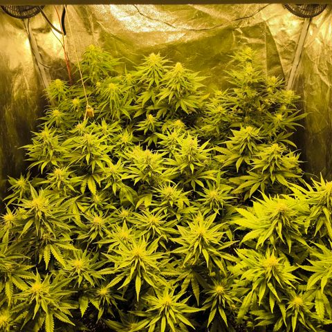 Strawberry Cough growlog timeline photo