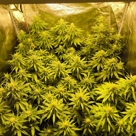 Strawberry Cough growlog timeline photo