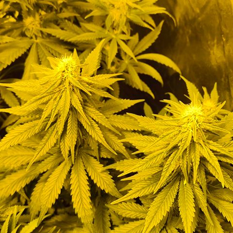 Strawberry Cough growlog timeline photo