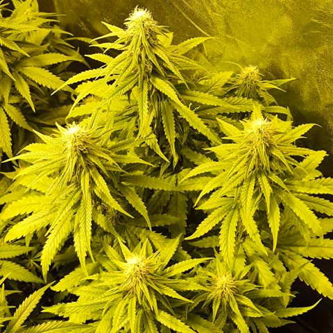 Strawberry Cough growlog timeline photo