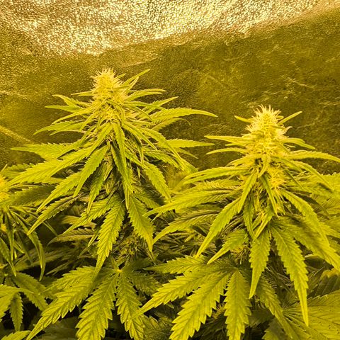 Strawberry Cough growlog timeline photo