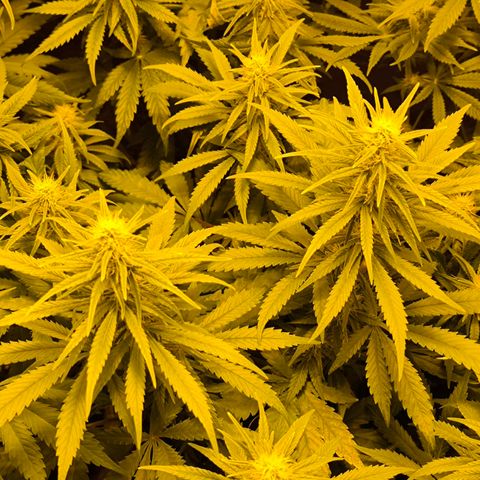 Strawberry Cough growlog timeline photo