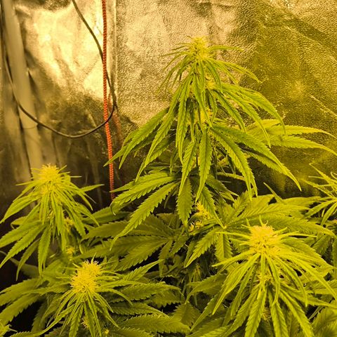 Strawberry Cough growlog timeline photo