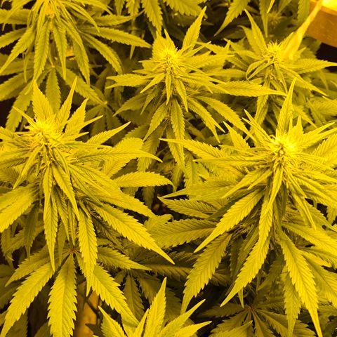 Strawberry Cough growlog timeline photo