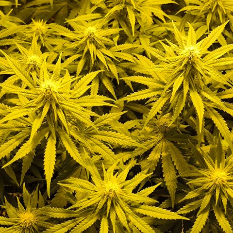 Strawberry Cough growlog timeline photo