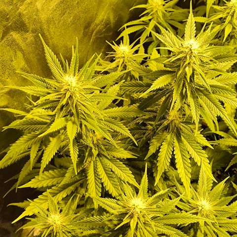 Strawberry Cough growlog timeline photo
