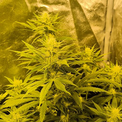 Strawberry Cough growlog timeline photo