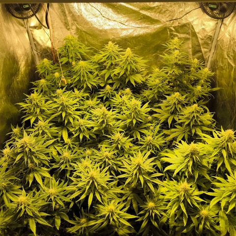 Strawberry Cough growlog timeline photo