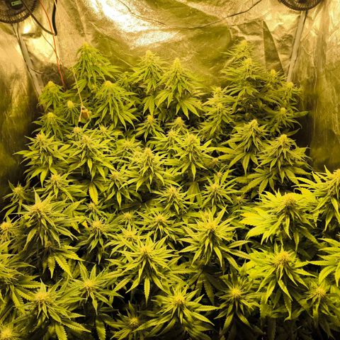Strawberry Cough growlog timeline photo