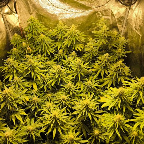 Strawberry Cough growlog timeline photo