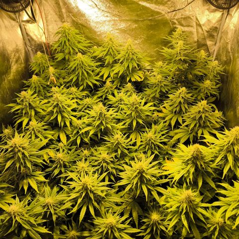 Strawberry Cough growlog timeline photo