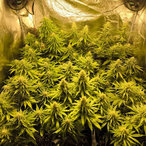 Strawberry Cough growlog timeline photo