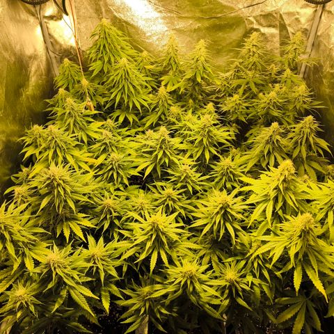 Strawberry Cough growlog timeline photo