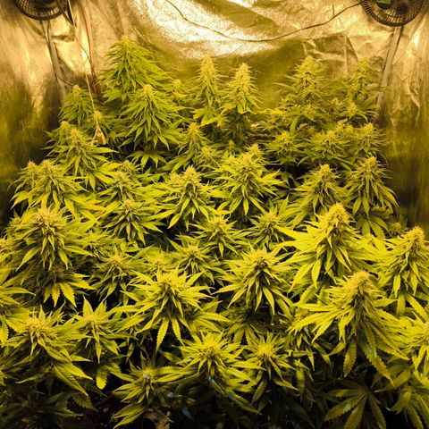 Strawberry Cough growlog timeline photo